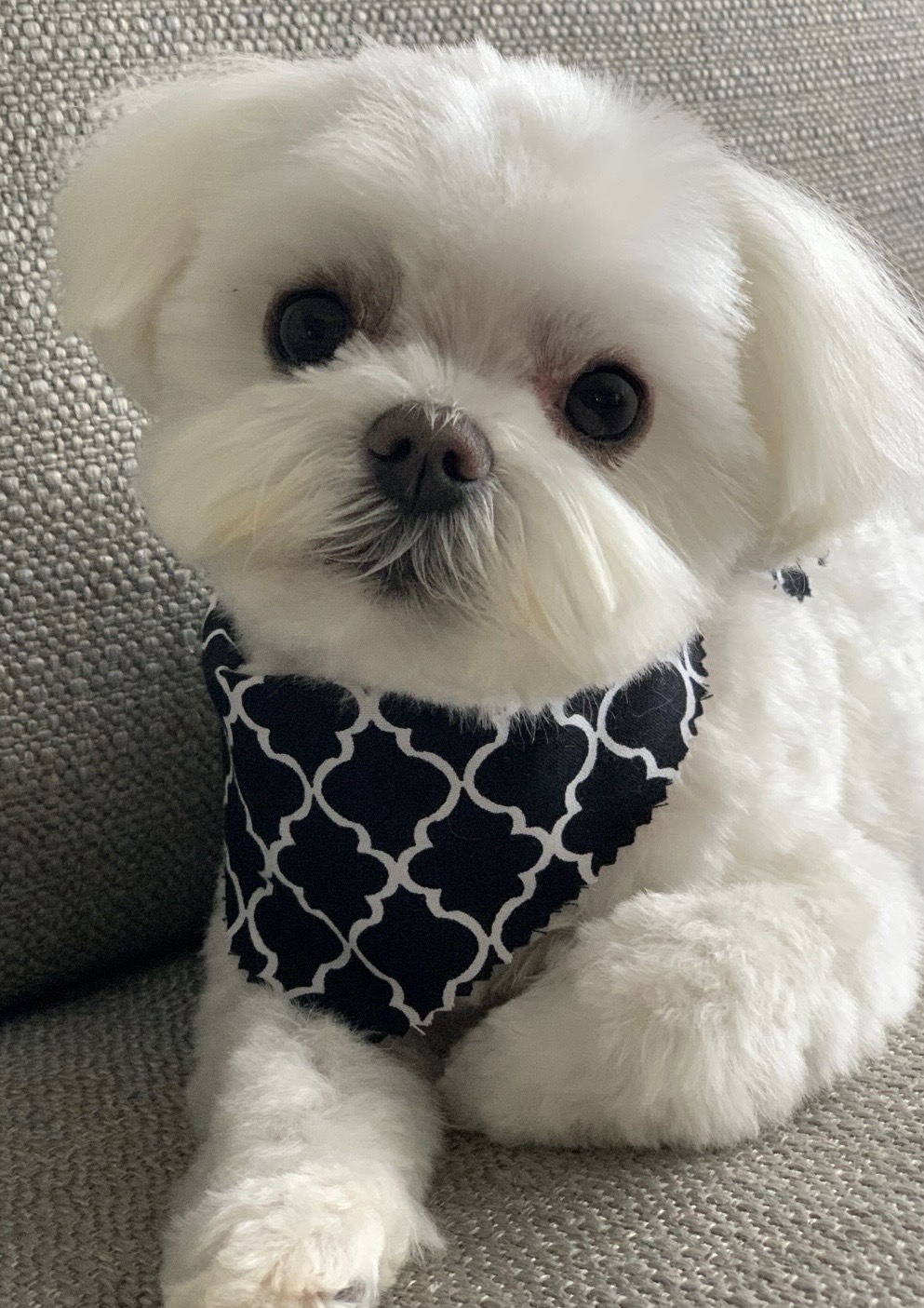 Scooter Charlotte, NC