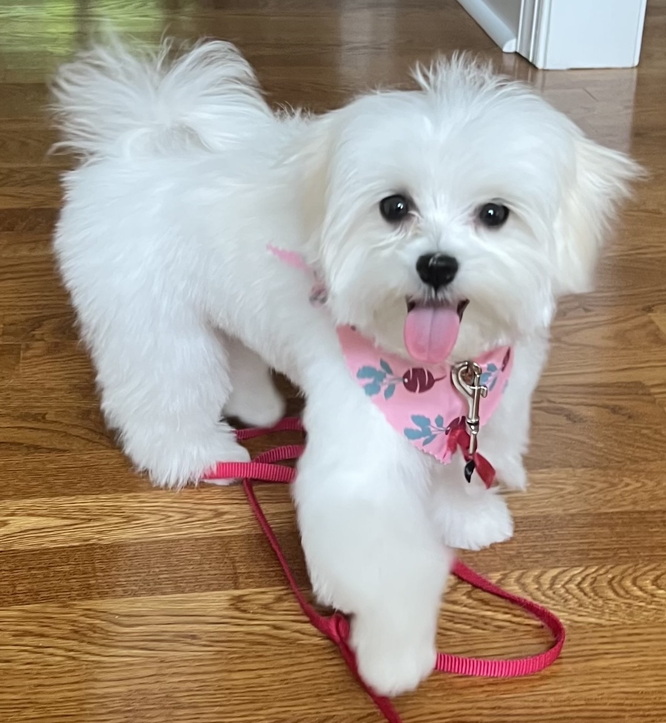 Daphne.   Waxhaw, NC