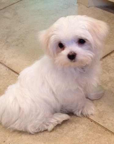 Lulu Jackson, MS Maltese puppy